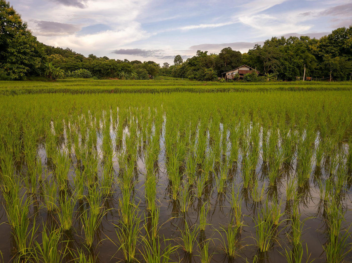 Rice export from Pakistan
